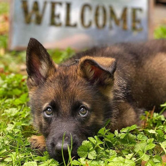 Meet your Posher, Sierra - Picture 1 of 1